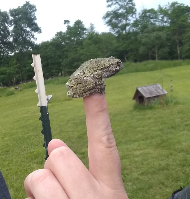 Fuckin frog